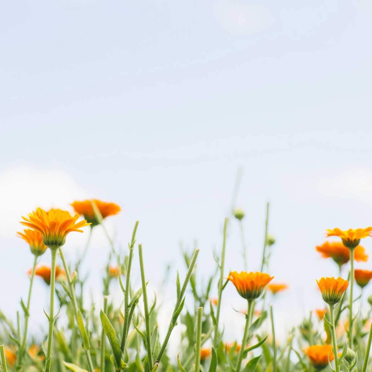 Tata Harper Redefining Body Balm