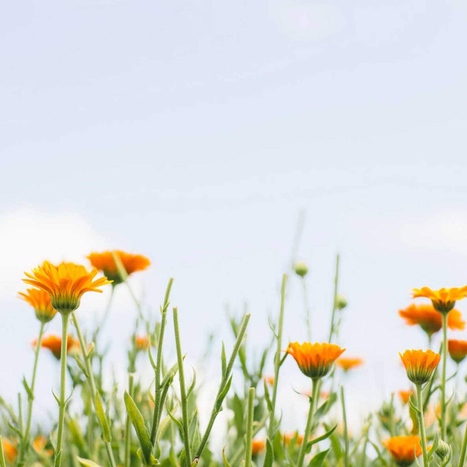 Tata Harper Purifying Mask, Clay Face Mask